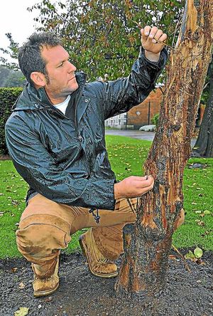 Trees in Lightwoods Park, Bearwood, which are being attacked by dogs being trained up for dog fighting. With one of the trees Richard Marshall chairman of the Friends of Lightwoods House and Park.