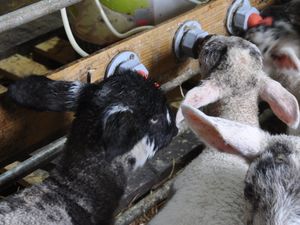 Supporting image for story: Surplus lambs perform well on ewe milk replacer