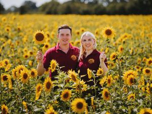 Supporting image for story: Blooming lovely! Sunflower fields ready for visitors to pick their own