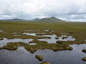 Supporting image for story: Threatened species could recover and thrive if peatlands restored, experts say