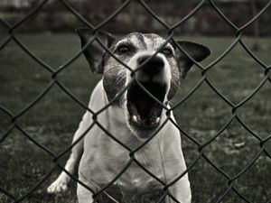 Supporting image for story: REVEALED: Majority of dog attacks go unpunished by police