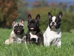 Supporting image for story: Dogs can better understand you if you slow down your speech, study finds