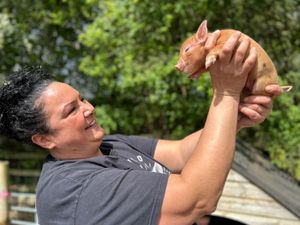 Olivia Mikhail is giving this advice to Staffs pig lovers - Animal News Agency 