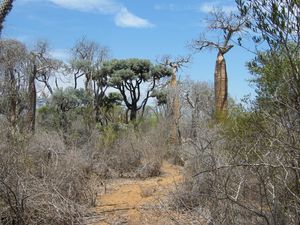 Supporting image for story: Nearly one third of world’s tree species at risk of extinction – report