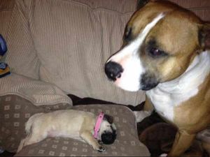 Supporting image for story: Animal Magic: Share your pet pictures