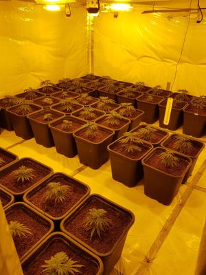 Picture: @WestBromwichWMP