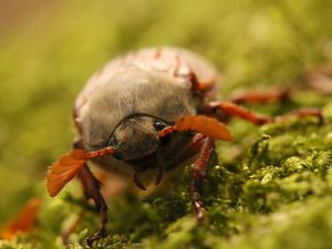 Supporting image for story: Bugs to badgers: Photography winners on show at Ironbridge exhibition