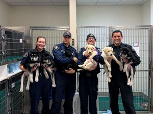 Supporting image for story: Six puppies up for adoption after surviving suspected drug overdose in US