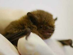 Supporting image for story: How pioneering treatment helps bats to fly again