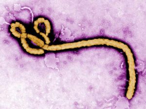 Supporting image for story: Shropshire medic will spend Christmas tackling Ebola crisis in Africa