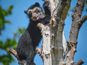 Supporting image for story: Baby bear caught on camera climbing tree