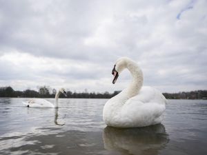 Supporting image for story: Farage’s claim that migrants are eating swans rejected by Royal Parks