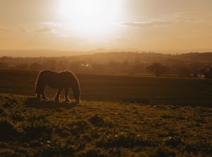 Supporting image for story: Walkers will be welcome in Wellington this weekend
