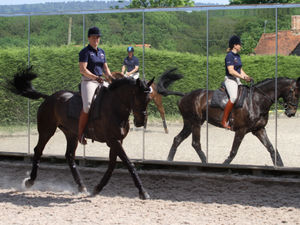 Supporting image for story: Wolverhampton company installs equestrian training mirrors in Qatar