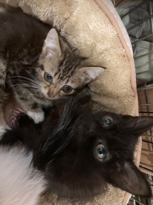 Picture: Courtesy of 9 Lives Rescue