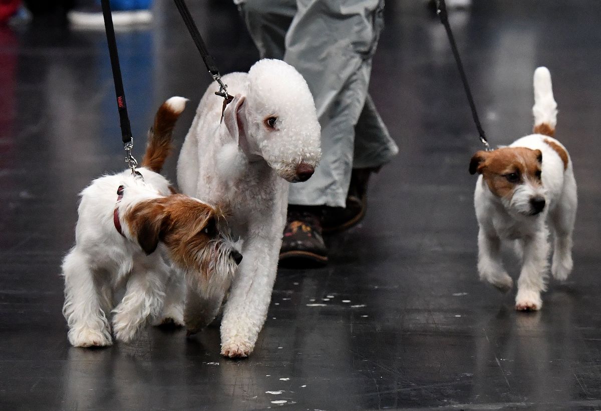 Crufts 2026: Terriers and hounds winners announced in day two of premier pup competition