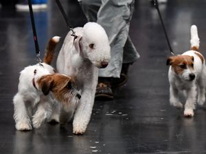 Supporting image for story: Crufts 2026: Terriers and hounds winners announced in day two of premier pup competition