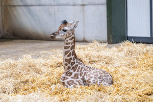The calf was born on 8 October, to mum Akacia.