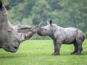Supporting image for story: Zoos across the West Midlands and Shropshire enjoy baby boom - with pictures