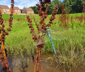 Rare dragonfly at Vistry's Park Gate development in Kidderminster
