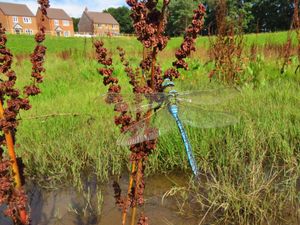 Rare dragonfly at Vistry's Park Gate development in Kidderminster 