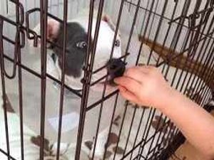 Supporting image for story: Puppy attacked by bulldog in town centre car park, court told