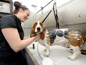 Supporting image for story: 5,613 Midlands dogs are World Record Breakers with Pets at Home dog wash