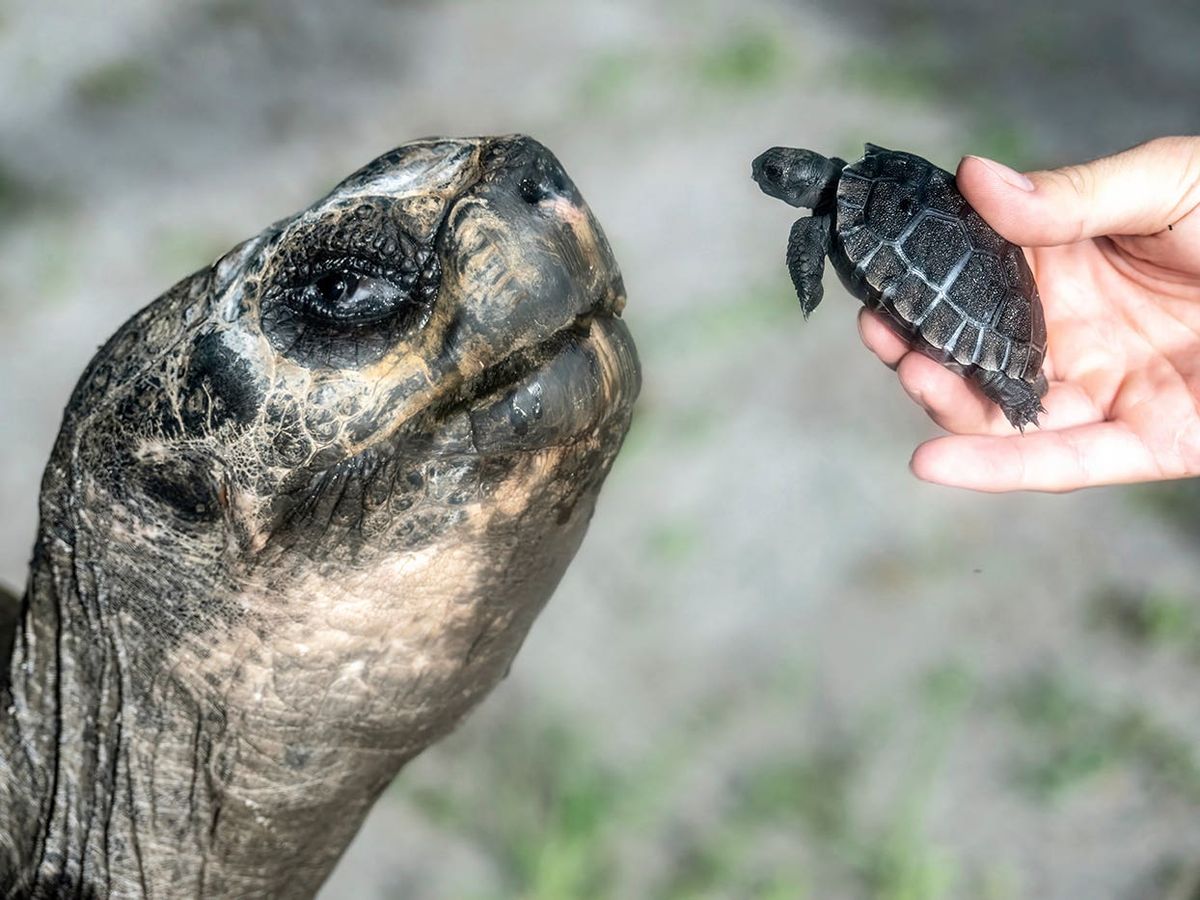 Galapagos tortoise celebrates 135th birthday and first Father’s Day at US zoo
