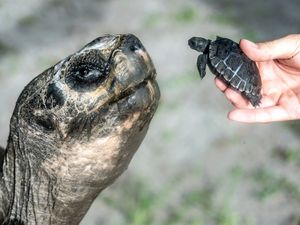 Supporting image for story: Galapagos tortoise celebrates 135th birthday and first Father’s Day at US zoo