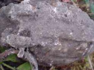 Supporting image for story: Grenade found near Shawbury