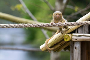 West Midlands Safari Park is asking for help to name the monkeys