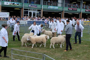 The sheep rings were kept busy with extra entries from several Welsh native sheep breeds this year including the Welsh Mountain (Hill Flock), Welsh Mountain (Pedigree), South Wales Mountain, Badger Faced Welsh Mountain – Torddu and Torwen. Image by Andy Compton