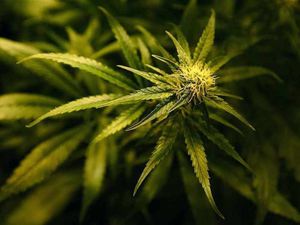 Supporting image for story: Man in court after drugs bust in Telford uncovers cannabis worth estimated £520,000