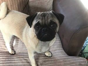 Supporting image for story: Stolen pug stolen reunited with family after appeal shared 20,000 times