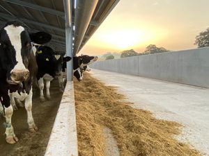 Supporting image for story: New lameness manifesto launched to 'improve cow welfare'