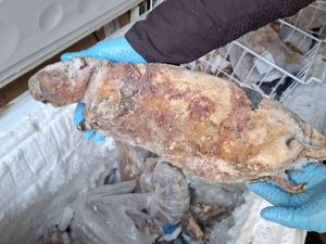 Supporting image for story: Frozen pangolin among illegal bushmeat seized in capital