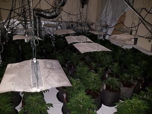 Cannabis plants were also found The Queens Head in Birmingham 