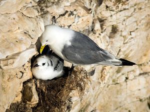 Supporting image for story: Scottish ministers urged to rethink ‘poor decision’ on guga hunt licence
