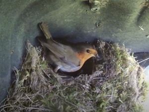 Supporting image for story: Robins discovered nesting in parked-up Toyota