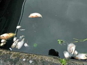 Supporting image for story: Dead fish found in polluted Cannock pool