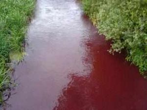 Supporting image for story: Investigators called out over 'river of blood'