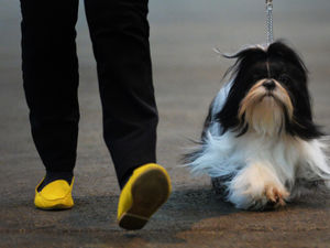 Supporting image for story: GALLERY: Precious pooches strut their stuff at Stafford show