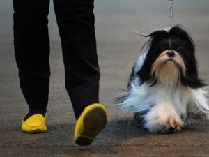 Supporting image for story: GALLERY: Precious pooches strut their stuff at Stafford show