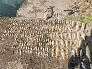 Supporting image for story: Photos show the shocking scale of 'thousands' of fish deaths in 'polluted' lake in 'days'