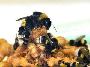 Supporting image for story: Bees get less sleep while caring for the young, study suggests