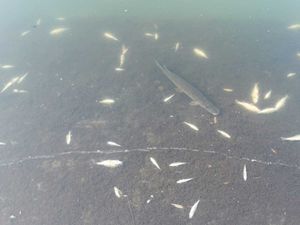 Supporting image for story: Investigation launched after fish die in Telford lake following suspected 'contamination'