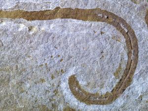 Supporting image for story: Prehistoric worm found in Herefordshire ‘shoved its throat out to catch prey’