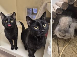 Supporting image for story: Meet two beautiful black cats and a rabbit called Dave the Magical Cheese Wizard - all looking for a home in Shropshire