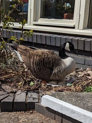 Witnesses reported seeing a Canada goose being kicked in the head