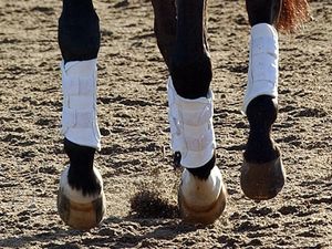 Supporting image for story: Pregnant Oswestry stablehand wins £20,000 payout over unfair sacking